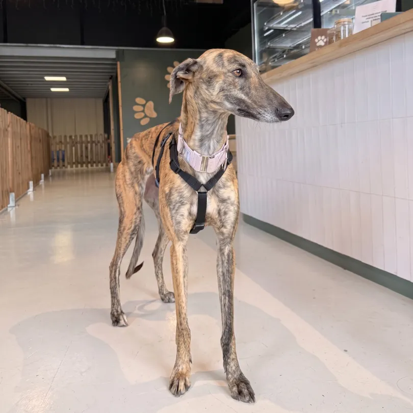 Lévrier Whippet à la récréation canine Puppy Corner Metz