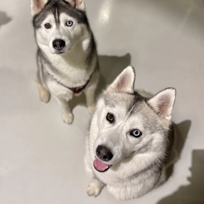 Huskies à la récréation canine Puppy Corner Metz