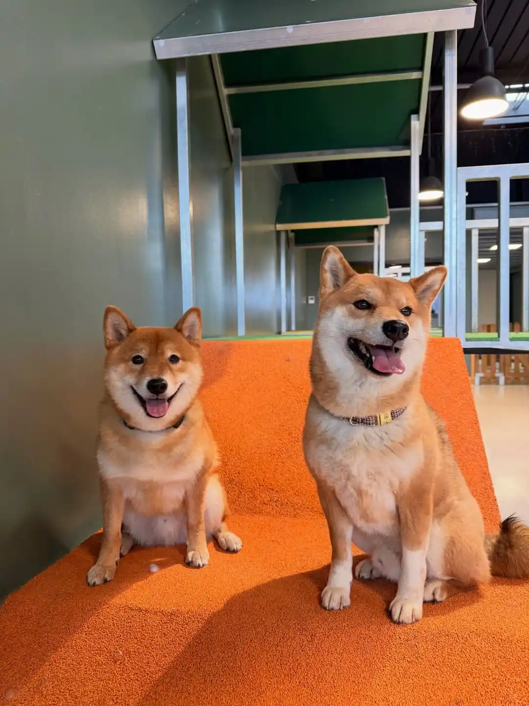 Deux Shiba Inu souriants à Puppy Corner Metz