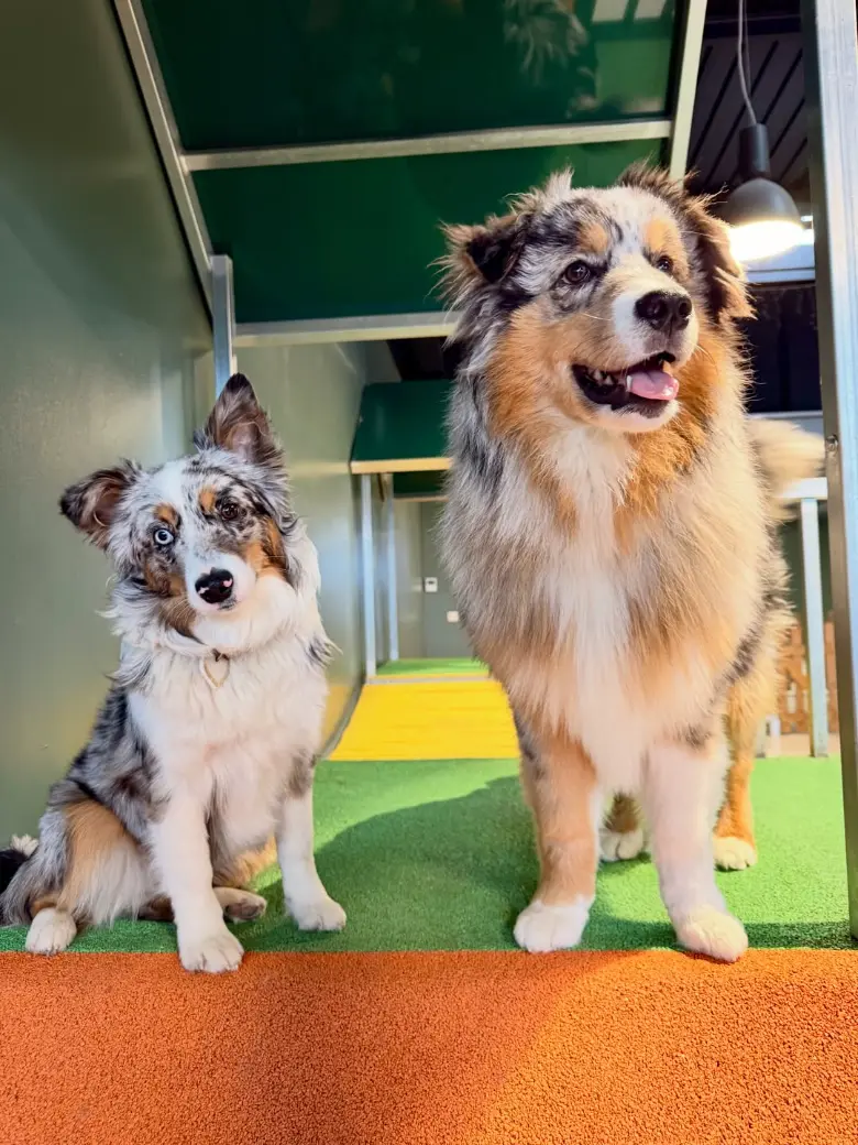Deux Bergers Australiens dans la cabane de Puppy Corner